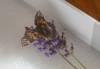 127 - 20200625 Insectlore Painted Ladies Gimpy