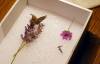 130 - 20200625 Insectlore Painted Ladies Gimpy
