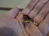149 - 20200625 Insectlore Painted Ladies Gimpy