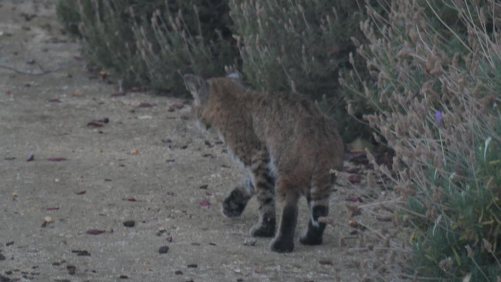 102 - 20210616 Bobcat