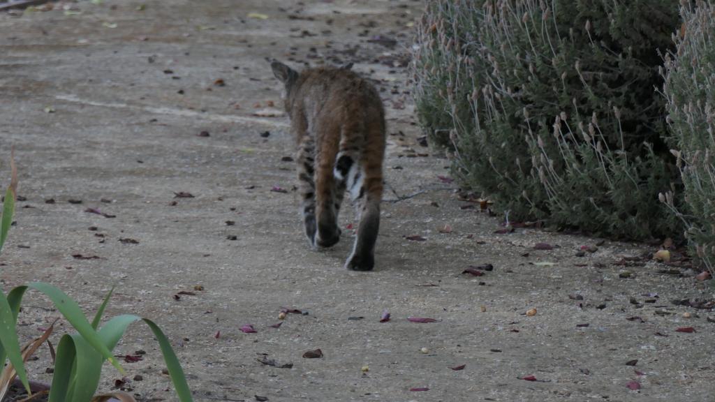 104 - 20210616 Bobcat