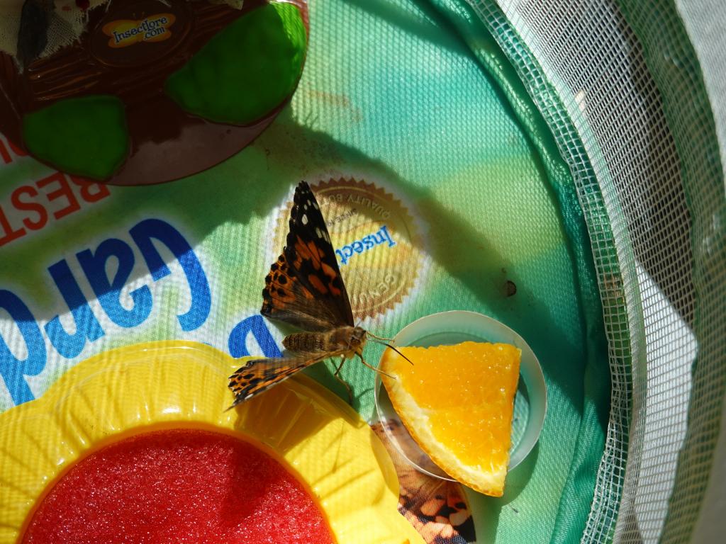 108 - 20220314 Butterflies Growing