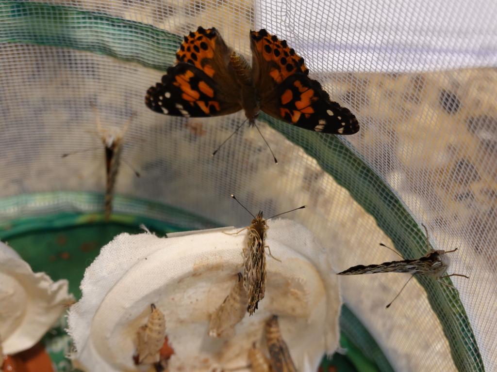 110 - 20220314 Butterflies Growing