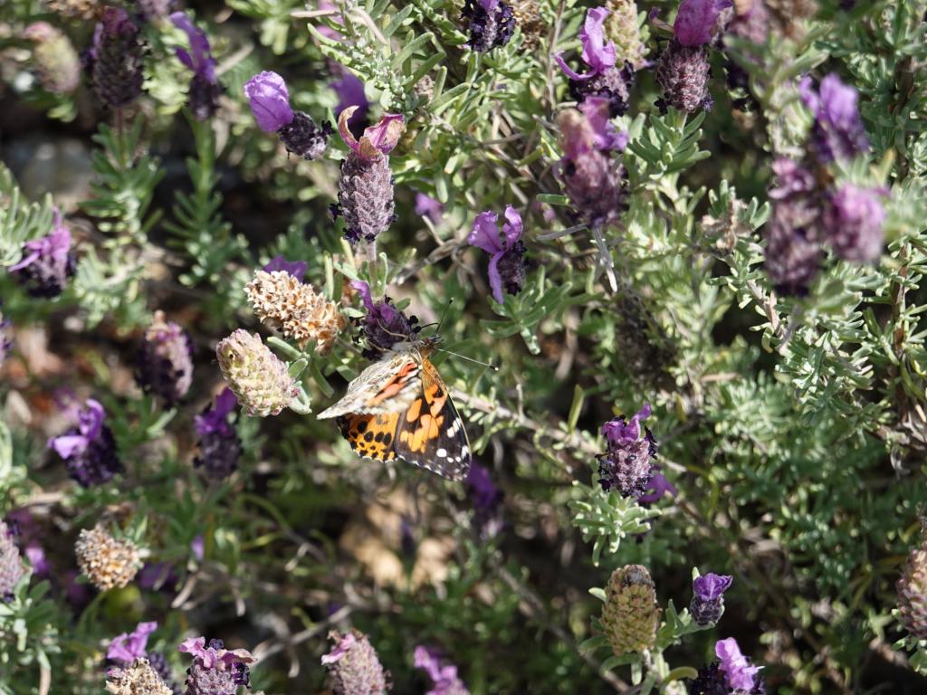 125 - 20220314 Butterflies Growing