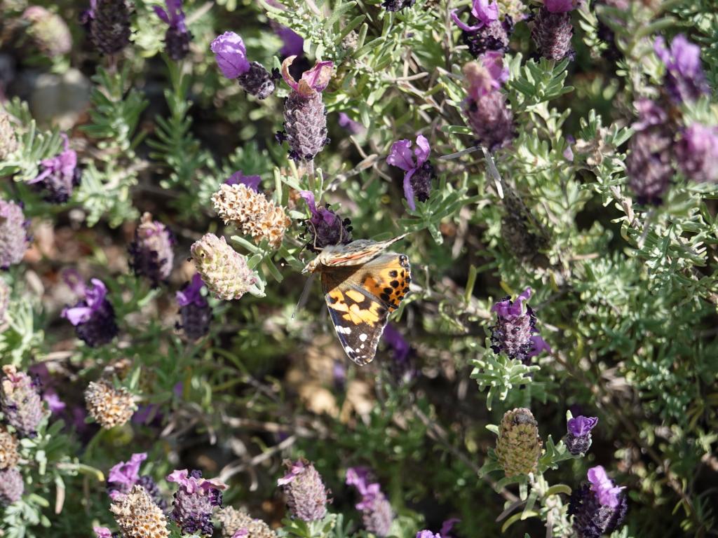 126 - 20220314 Butterflies Growing