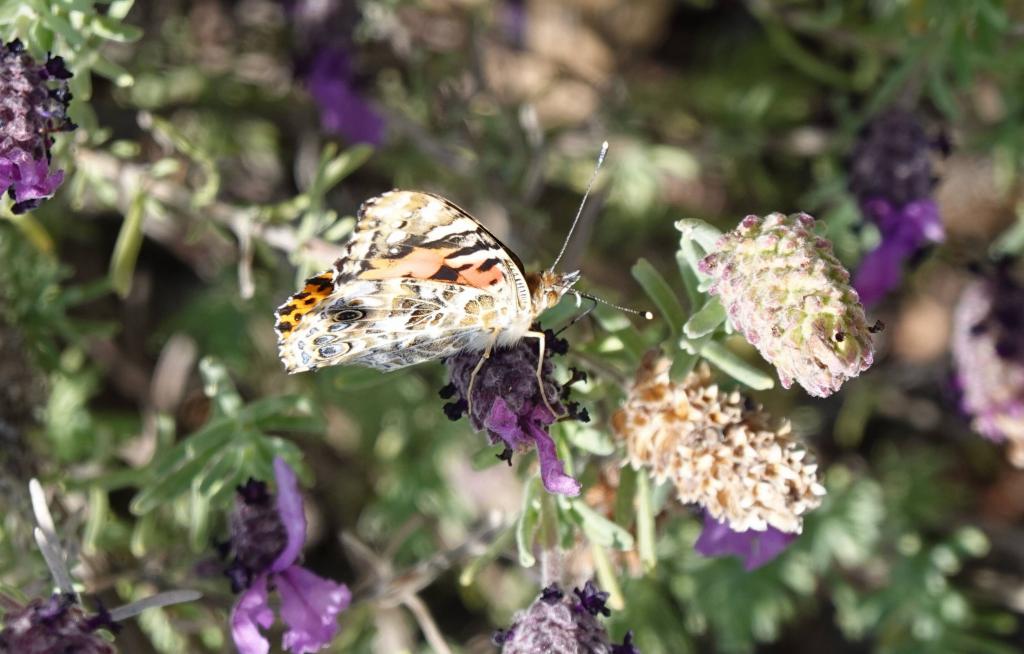 127 - 20220314 Butterflies Growing