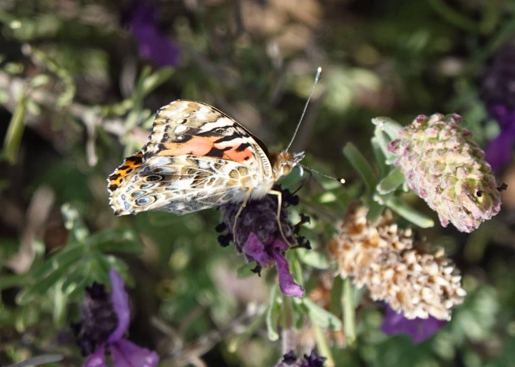 128 - 20220314 Butterflies Growing