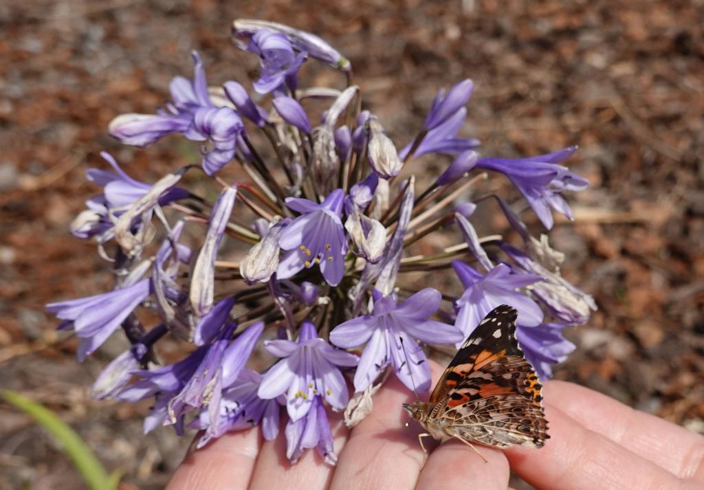 136 - 20220314 Butterflies Growing