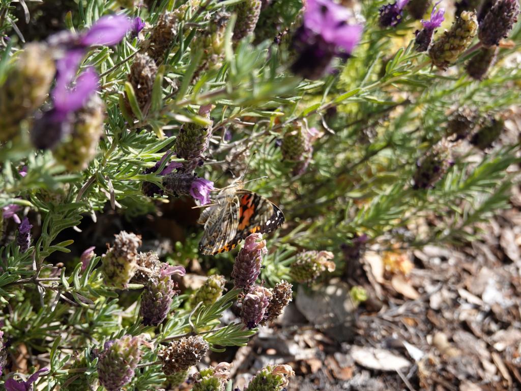 144 - 20220314 Butterflies Growing