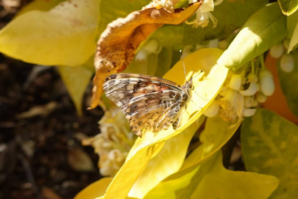 154 - 20220314 Butterflies Growing