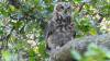 101 - 20220814 Backyard Owls Mating