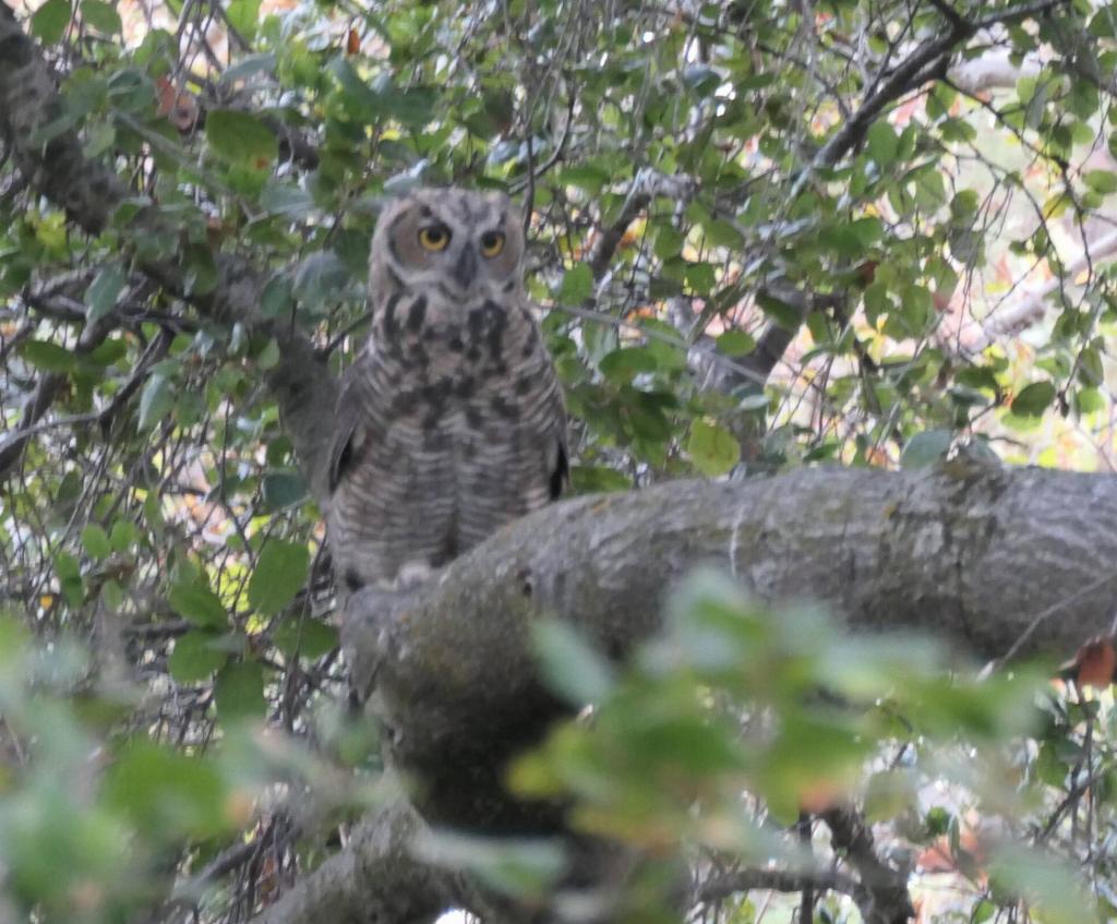 100 - 20220814 Backyard Owls Mating