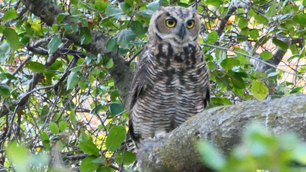 101 - 20220814 Backyard Owls Mating