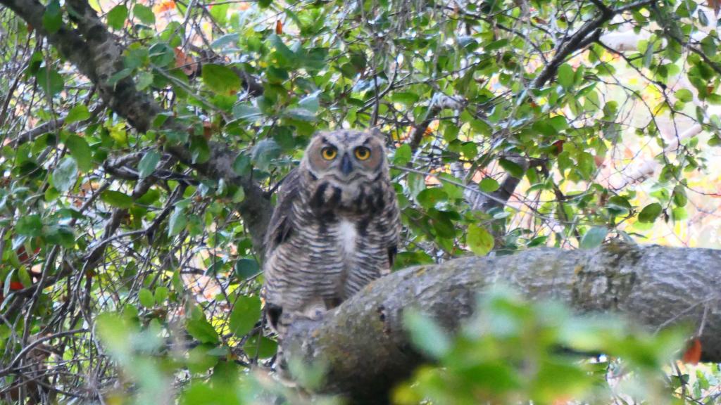 104 - 20220814 Backyard Owls Mating