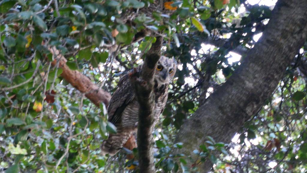 105 - 20220814 Backyard Owls Mating