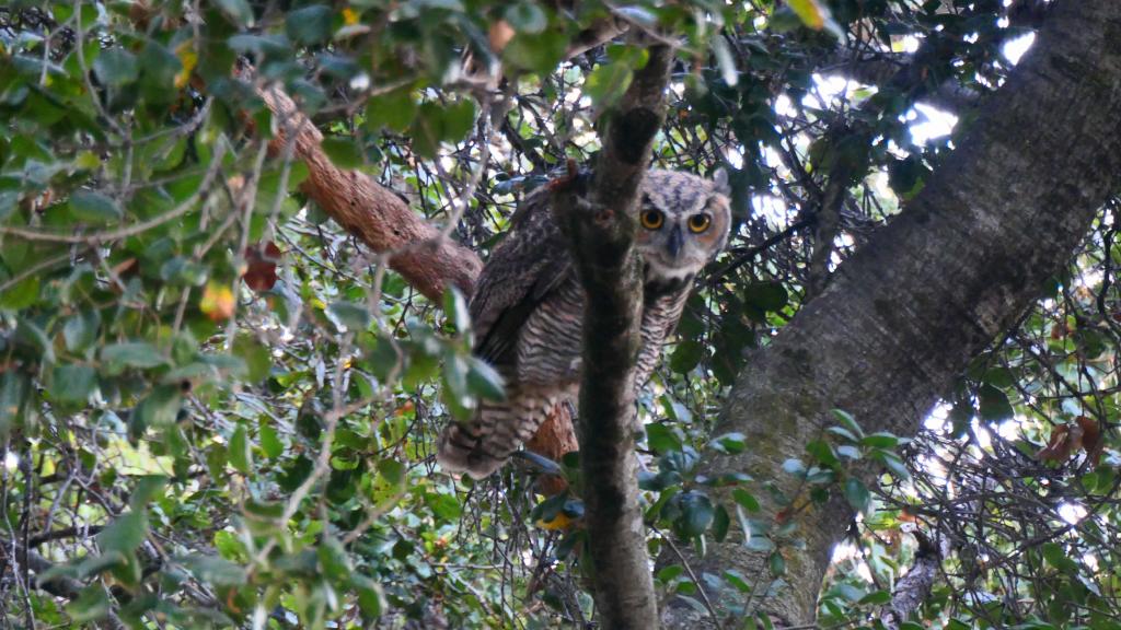 106 - 20220814 Backyard Owls Mating