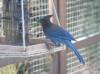 20220420 - BlueJay 102