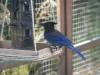 20220420 - BlueJay 104