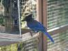 20220420 - BlueJay 106