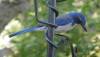 462 - Siberian Blue Robin