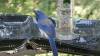 464 - Siberian Blue Robin