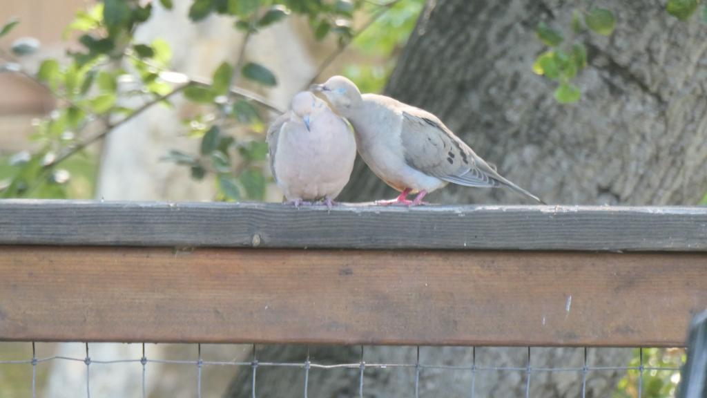 173 - Garden Birds Doves