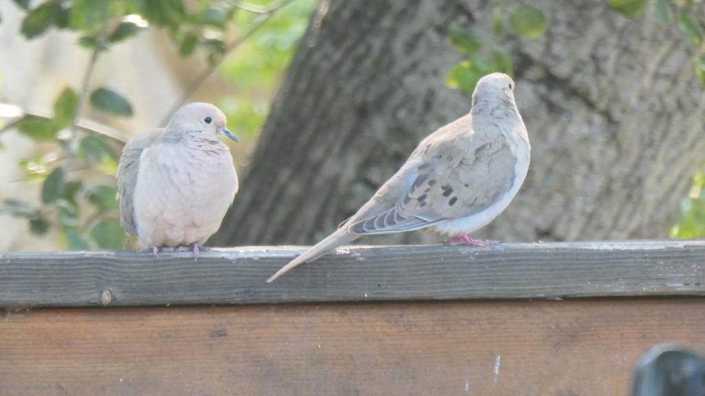 174 - Garden Birds Doves