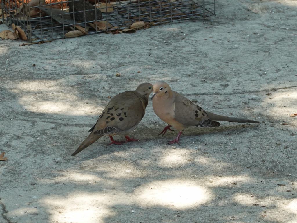 176 - Garden Birds Doves