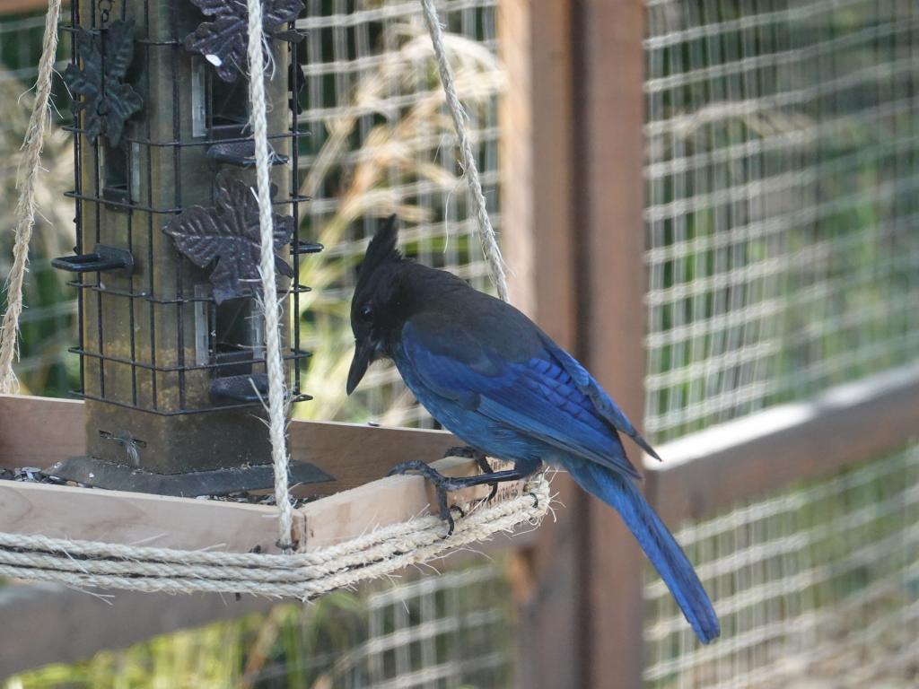 20220420 - BlueJay 105