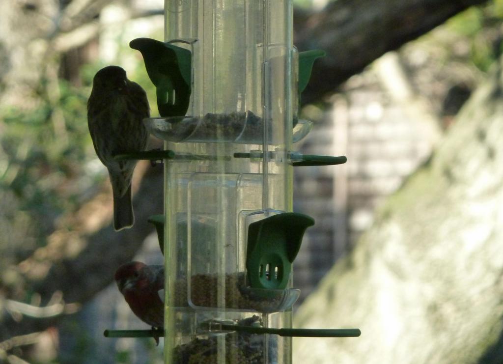 300 - Bird Feeder