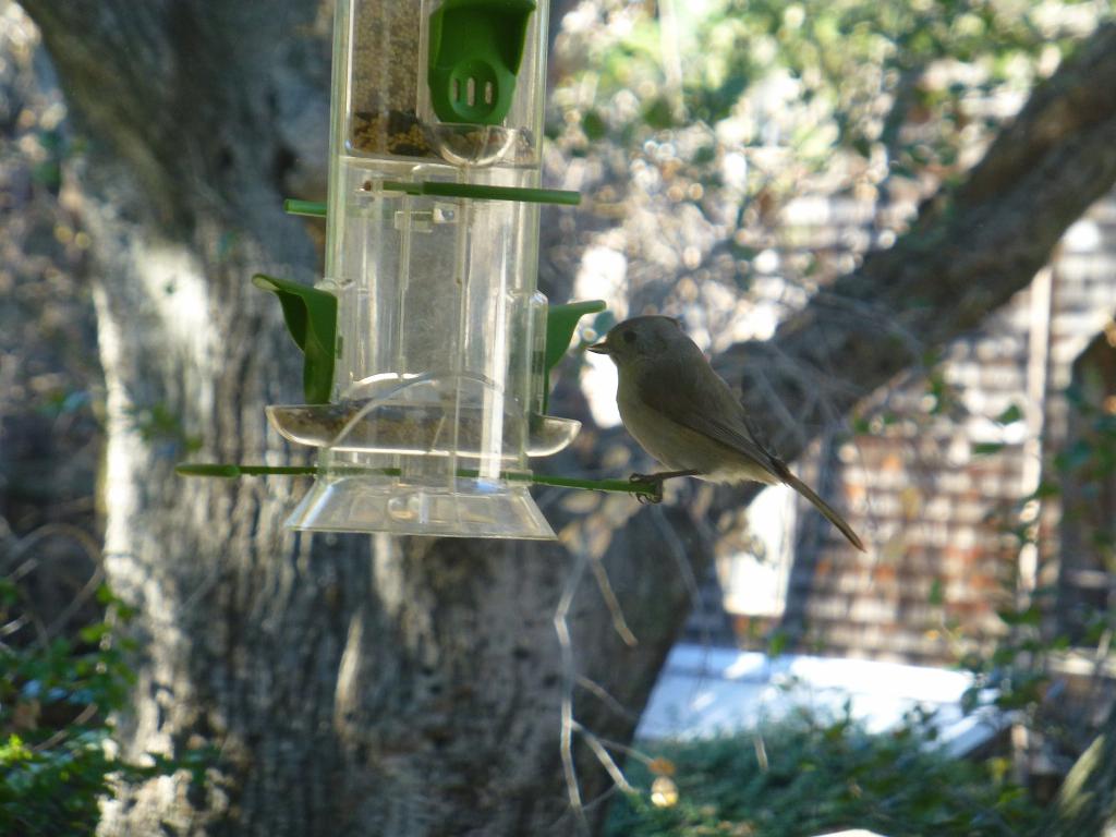 310 - Bird Feeder