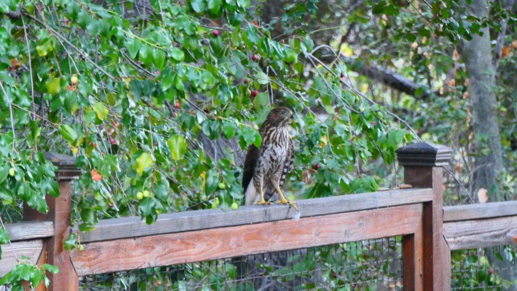 700 - Sharp-shinned hawk