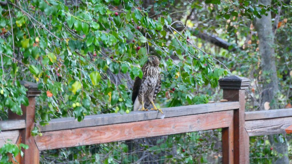 701 - Sharp-shinned hawk