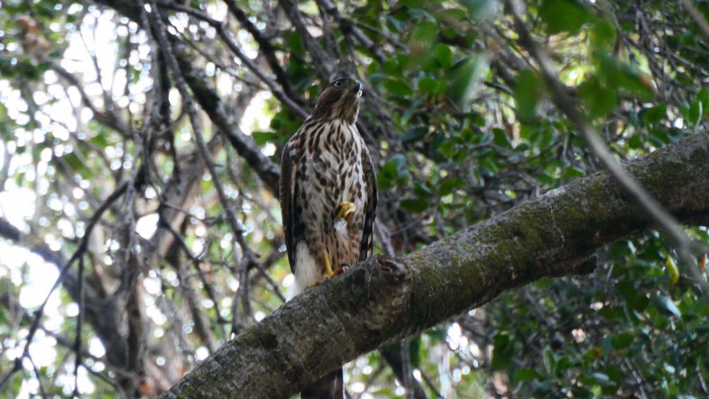 703 - Sharp-shinned hawk