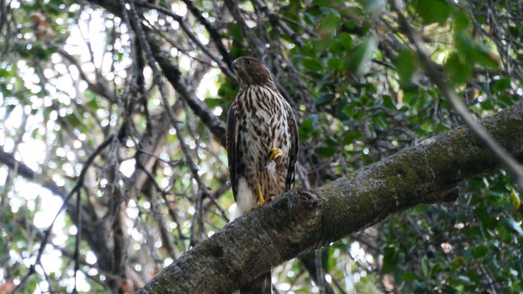 704 - Sharp-shinned hawk