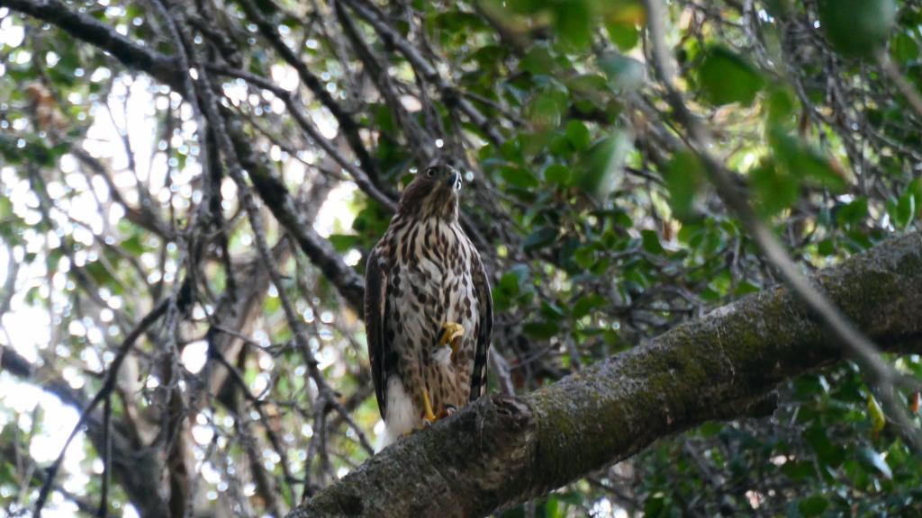 705 - Sharp-shinned hawk