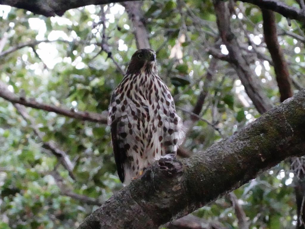 706 - Sharp-shinned hawk