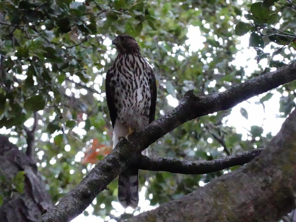 707 - Sharp-shinned hawk