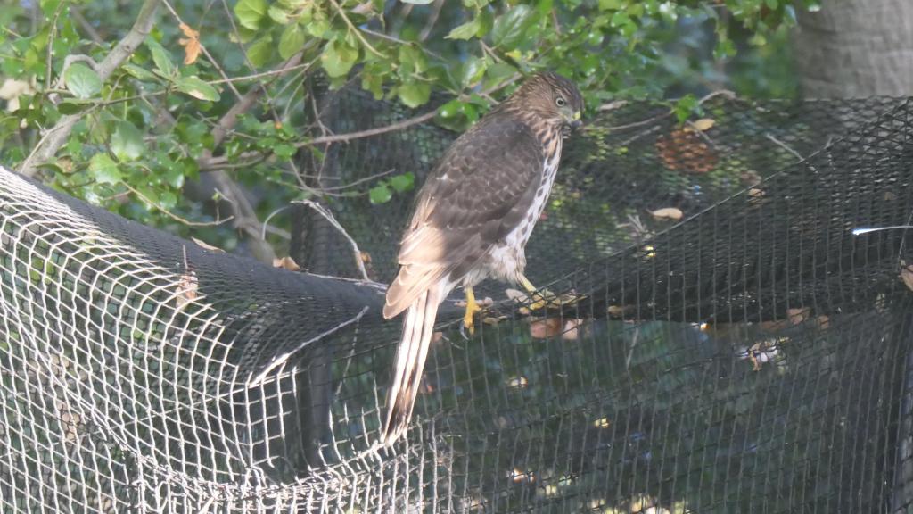 708 - Sharp-shinned hawk