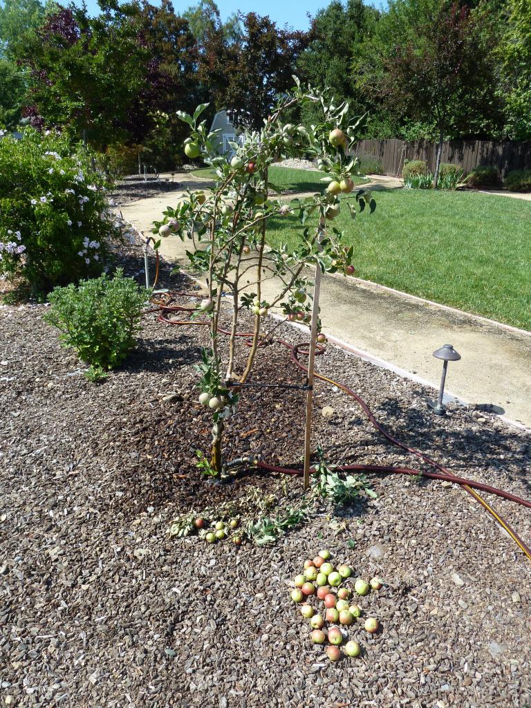 101 - Fruit Trees