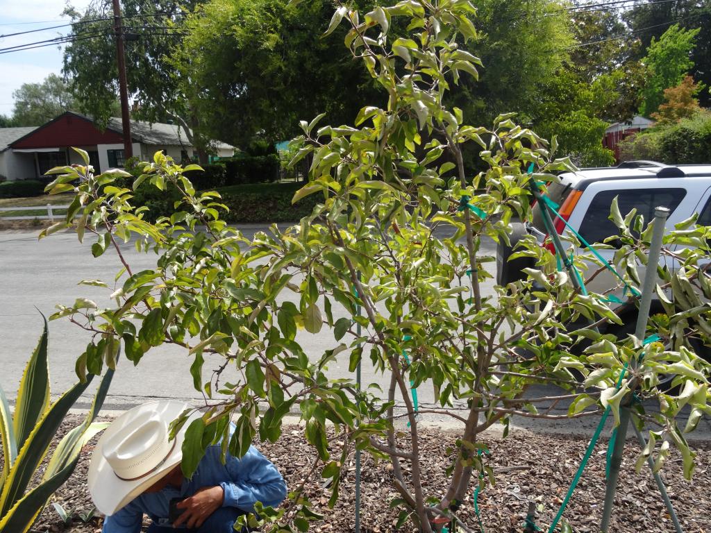 120 - Fruit Trees