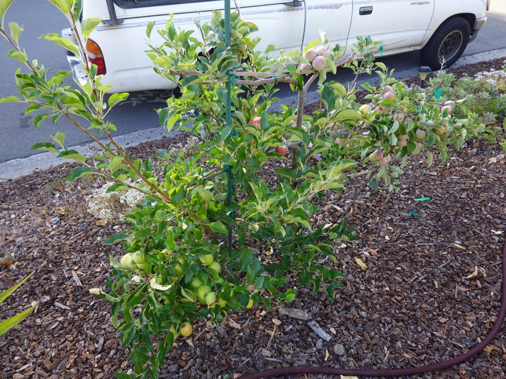 20210723 - Fruit Trees 100