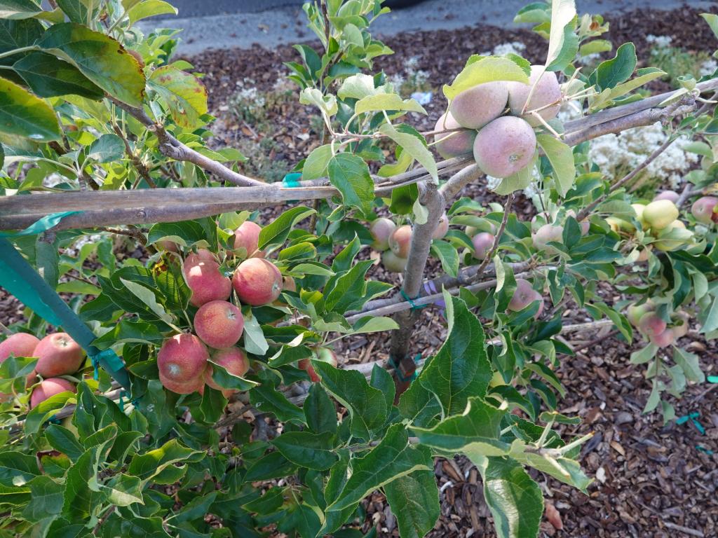 20210723 - Fruit Trees 102