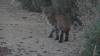 101 - 20210616 Bobcat