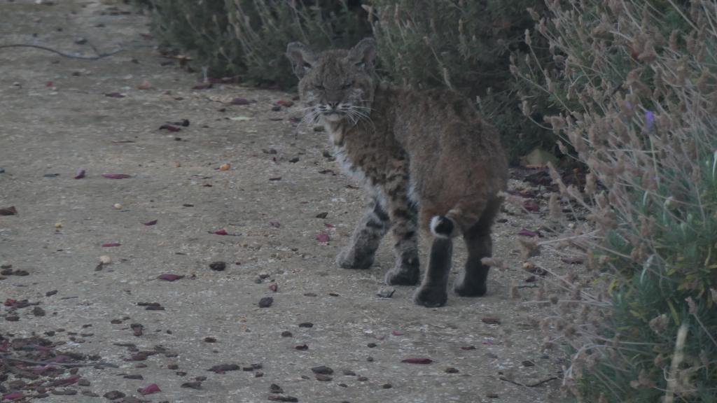 101 - 20210616 Bobcat