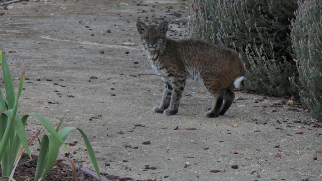 103 - 20210616 Bobcat