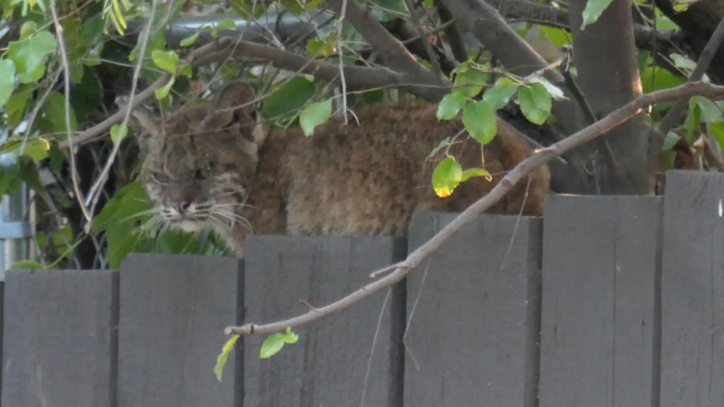 105 - 20210616 Bobcat