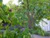 20200704 - Fruit Trees 103