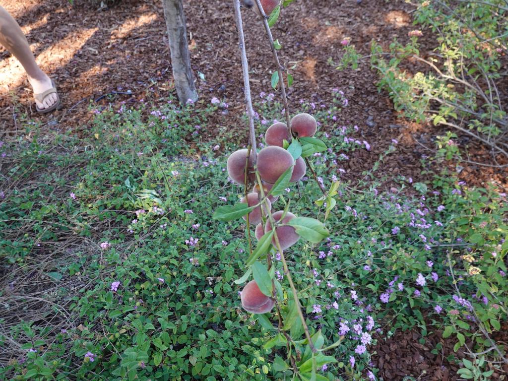 20200704 - Fruit Trees 100