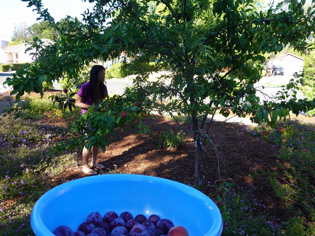 20200704 - Fruit Trees 101